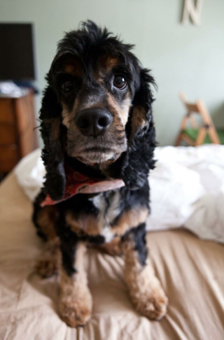 Illustration de l'article : 9 photos de chiens récemment adoptés et comprenant qu'ils peuvent se fier à leur nouveau maître