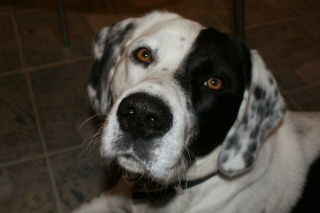 Illustration de l'article : 9 photos de chiens récemment adoptés et comprenant qu'ils peuvent se fier à leur nouveau maître