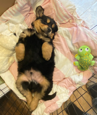 Illustration de l'article : 7 photos de chiens qui débordent de tendresse et en offrent sans compter
