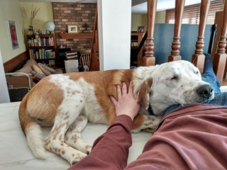 Illustration de l'article : 7 photos de chiens qui débordent de tendresse et en offrent sans compter