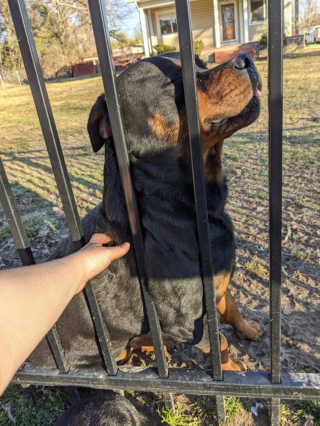 Illustration de l'article : 7 photos de chiens qui débordent de tendresse et en offrent sans compter