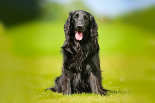 Illustration de l'article : Flat-Coated Retriever