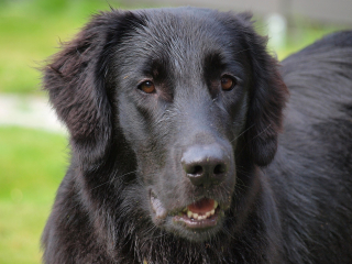 Illustration de l'article : Flat-Coated Retriever