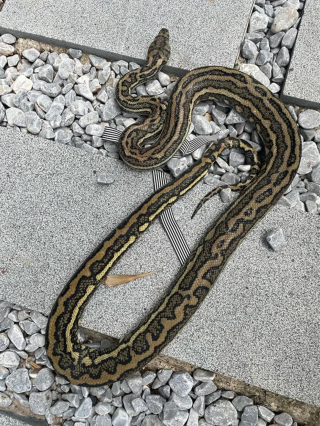 Illustration de l'article : En Australie, un touriste a dû venir en aide au chien de la voisine, qui s'est fait attaquer par un Python de 2,5 mètres