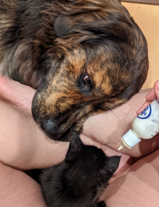 Illustration de l'article : Cet énorme chien s'est autoproclamé comme étant le protecteur de la nouvelle petite recrue du foyer