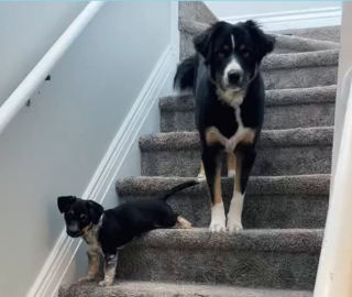 Illustration de l'article : Ce chien est sûrement l’un des meilleurs baby-sitters à 4 pattes que vous n’ayez jamais vu