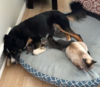 Illustration de l'article : Ce chien est sûrement l’un des meilleurs baby-sitters à 4 pattes que vous n’ayez jamais vu