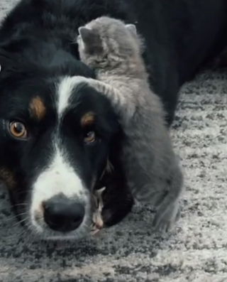 Illustration de l'article : Ce chien est sûrement l’un des meilleurs baby-sitters à 4 pattes que vous n’ayez jamais vu