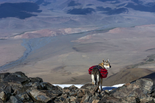 Illustration de l'article : 17 photos captivantes de Diuna, Chien Loup Tchécoslovaque enchaînant les périples en famille