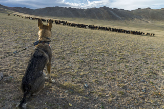 Illustration de l'article : 17 photos captivantes de Diuna, Chien Loup Tchécoslovaque enchaînant les périples en famille