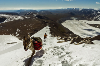 Illustration de l'article : 17 photos captivantes de Diuna, Chien Loup Tchécoslovaque enchaînant les périples en famille