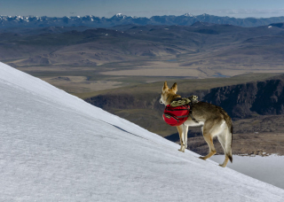 Illustration de l'article : 17 photos captivantes de Diuna, Chien Loup Tchécoslovaque enchaînant les périples en famille