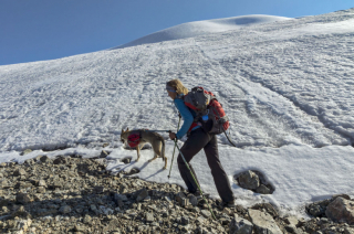 Illustration de l'article : 17 photos captivantes de Diuna, Chien Loup Tchécoslovaque enchaînant les périples en famille