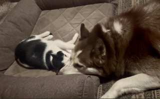 Illustration de l'article : 20 photos attendrissantes de chiens qui ont un chat comme meilleur ami