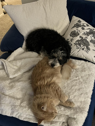 Illustration de l'article : 20 photos attendrissantes de chiens qui ont un chat comme meilleur ami