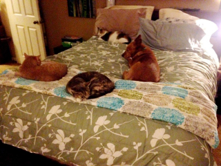 Illustration de l'article : 20 photos attendrissantes de chiens qui ont un chat comme meilleur ami