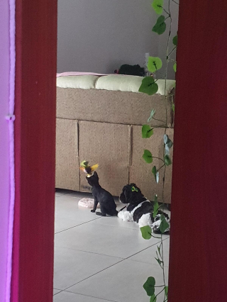 Illustration de l'article : 20 photos attendrissantes de chiens qui ont un chat comme meilleur ami