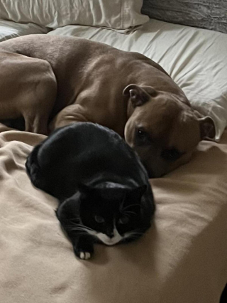 Illustration de l'article : 20 photos attendrissantes de chiens qui ont un chat comme meilleur ami