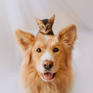 Illustration de l'article : 20 photos attendrissantes de chiens qui ont un chat comme meilleur ami