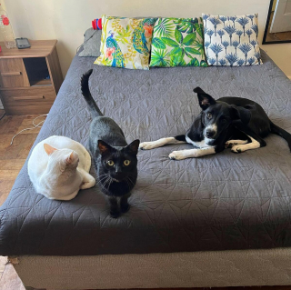 Illustration de l'article : 20 photos attendrissantes de chiens qui ont un chat comme meilleur ami