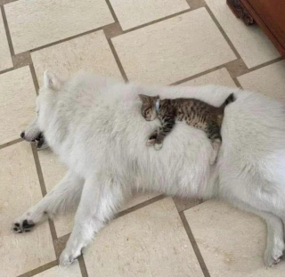 Illustration de l'article : 20 photos attendrissantes de chiens qui ont un chat comme meilleur ami