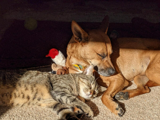 Illustration de l'article : 20 photos attendrissantes de chiens qui ont un chat comme meilleur ami