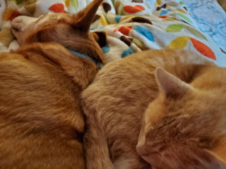 Illustration de l'article : 20 photos attendrissantes de chiens qui ont un chat comme meilleur ami