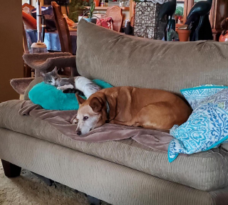 Illustration de l'article : 20 photos attendrissantes de chiens qui ont un chat comme meilleur ami