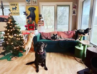 Illustration de l'article : 20 photos attendrissantes de chiens qui ont un chat comme meilleur ami