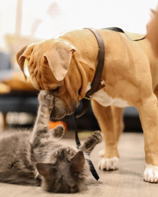 Illustration de l'article : 20 photos attendrissantes de chiens qui ont un chat comme meilleur ami