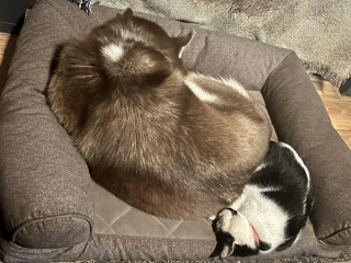 Illustration de l'article : 20 photos attendrissantes de chiens qui ont un chat comme meilleur ami