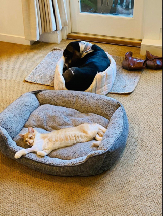 Illustration de l'article : 20 photos attendrissantes de chiens qui ont un chat comme meilleur ami