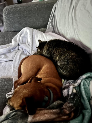 Illustration de l'article : 20 photos attendrissantes de chiens qui ont un chat comme meilleur ami