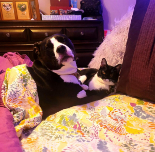 Illustration de l'article : 20 photos attendrissantes de chiens qui ont un chat comme meilleur ami