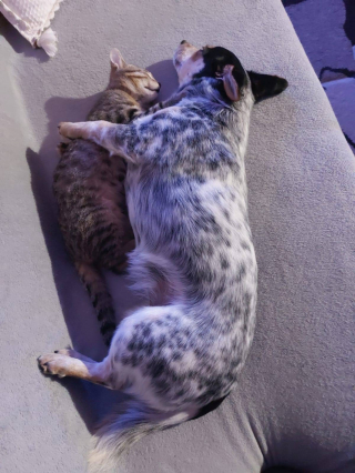 Illustration de l'article : 20 photos attendrissantes de chiens qui ont un chat comme meilleur ami