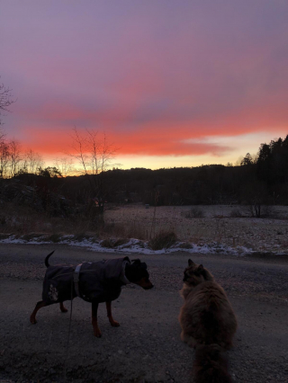 Illustration de l'article : 20 photos attendrissantes de chiens qui ont un chat comme meilleur ami