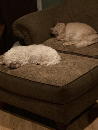 Illustration de l'article : 20 photos attendrissantes de chiens qui ont un chat comme meilleur ami