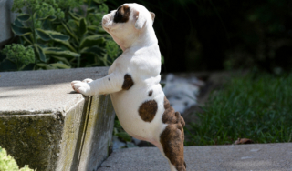 Illustration de l'article : 10 photos adorables de chiots faisant de leur mieux pour monter les marches