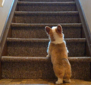 Illustration de l'article : 10 photos adorables de chiots faisant de leur mieux pour monter les marches