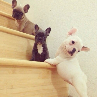 Illustration de l'article : 10 photos adorables de chiots faisant de leur mieux pour monter les marches