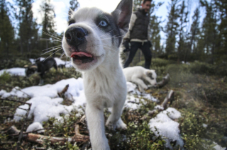 Illustration de l'article : 10 bonnes raisons de vous faire accompagner de votre chien lors de vos vacances