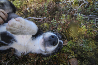 Illustration de l'article : 10 bonnes raisons de vous faire accompagner de votre chien lors de vos vacances