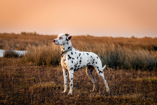 Illustration de l'article : Dalmatien