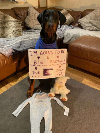 Illustration de l'article : Vidéo : un babyphone filme un chien en train de réconforter un bébé de la plus mignonne des manières