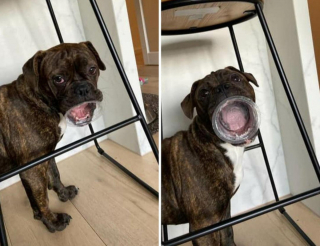 Illustration de l'article : 10 photos prouvant que les chiens resteront toute leur vie des chiots