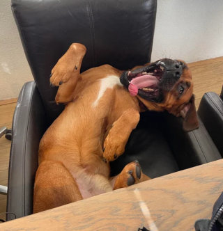 Illustration de l'article : 10 photos prouvant que les chiens resteront toute leur vie des chiots