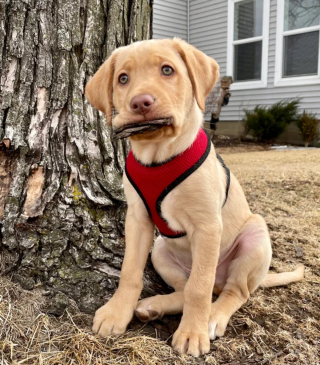 Illustration de l'article : 10 photos prouvant que les chiens resteront toute leur vie des chiots