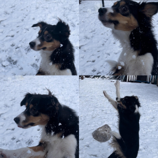 Illustration de l'article : 10 photos prouvant que les chiens resteront toute leur vie des chiots