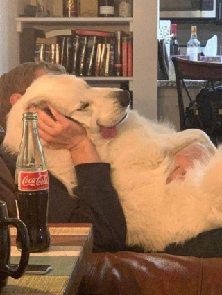 Illustration de l'article : 10 photos prouvant que les chiens resteront toute leur vie des chiots