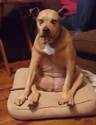 Illustration de l'article : 10 photos prouvant que les chiens resteront toute leur vie des chiots